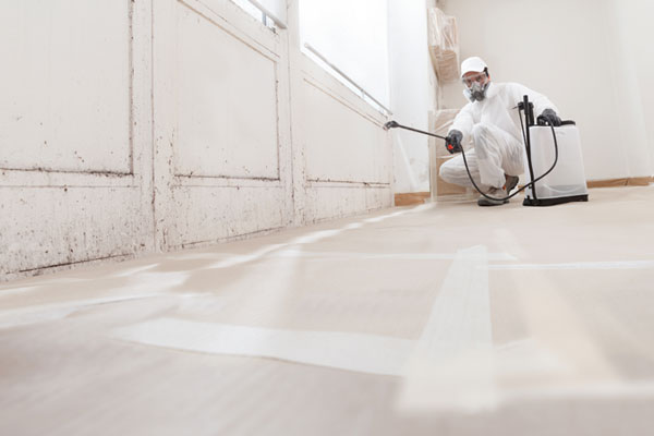 Learn More About Mold Remediation Services